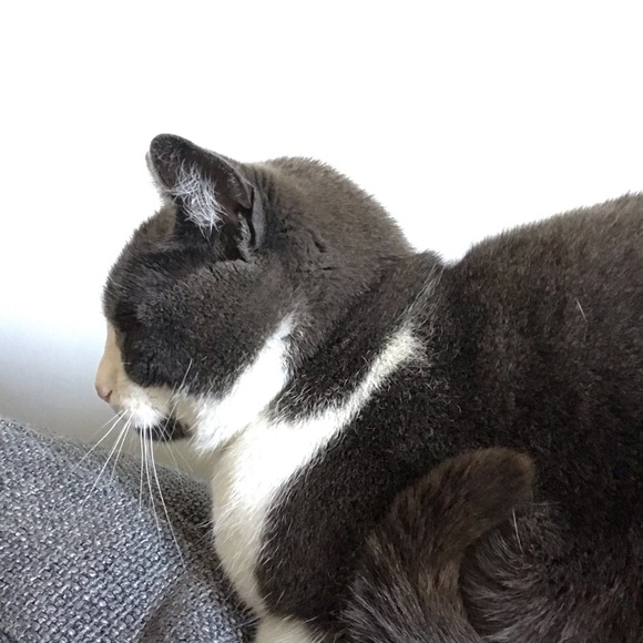 Meet your Posher, Chen - Picture 1 of 1